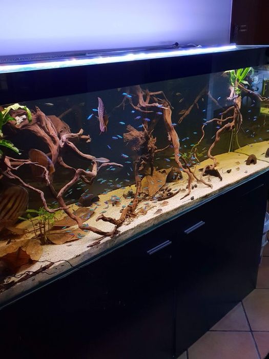 Aquario 150×50×60