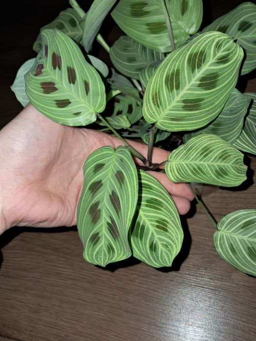 Maranta Light veins fantasy cięta