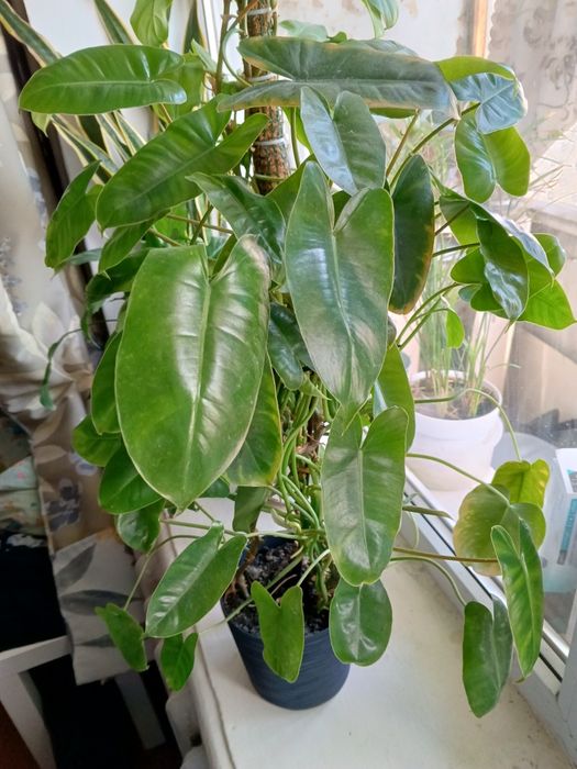 Філодендрон Бурле маск