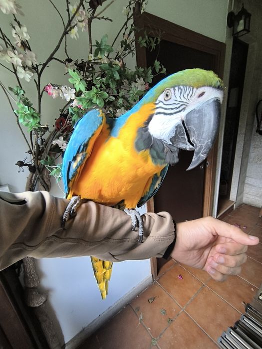 Arara Ararauna femea