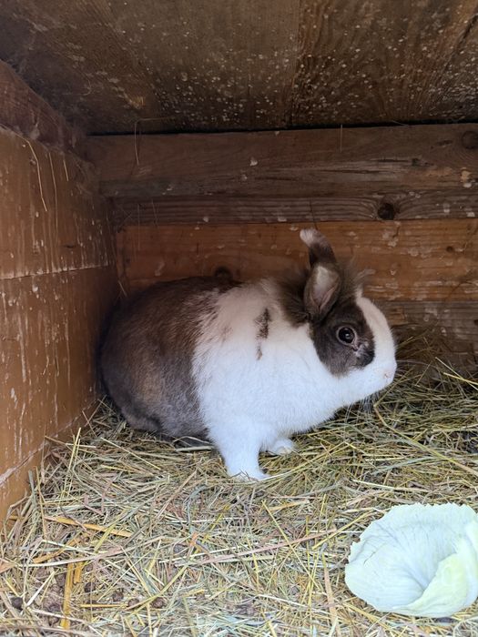 Królik miniaturka dorosły samiec