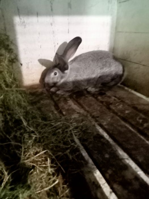 Шиншила різного віку. Пропоєні провакциновані Лапімун Гемікс3.