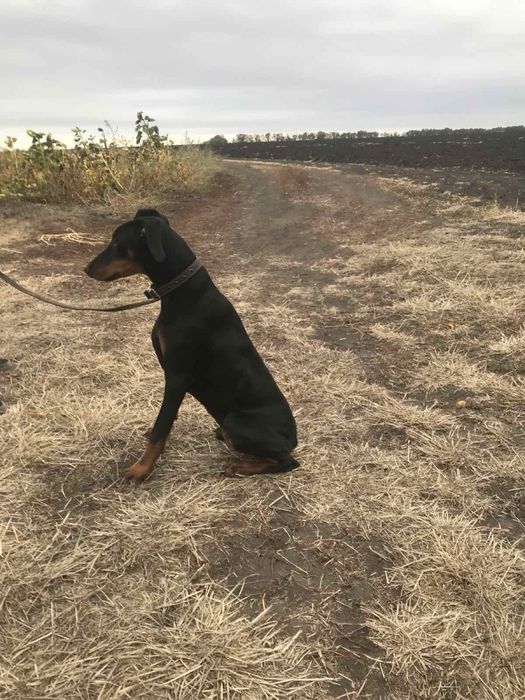 Продам добермана