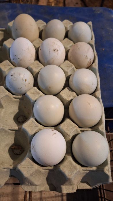 Jaja legowe gren szell