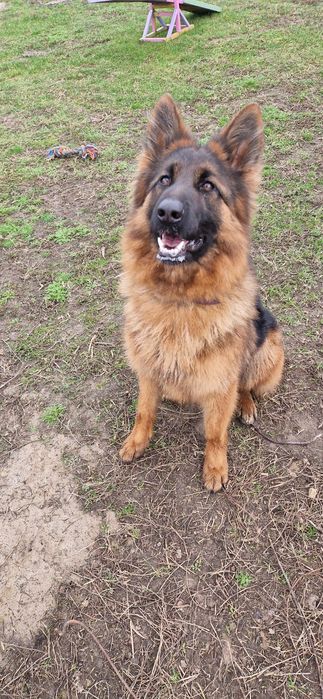 Owczarek niemiecki długowłosy,  dorosła suczka