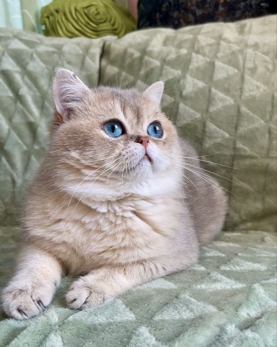 Бритнський котик