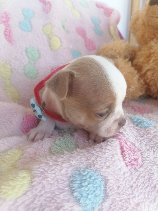 Chihuahua linhagem mini