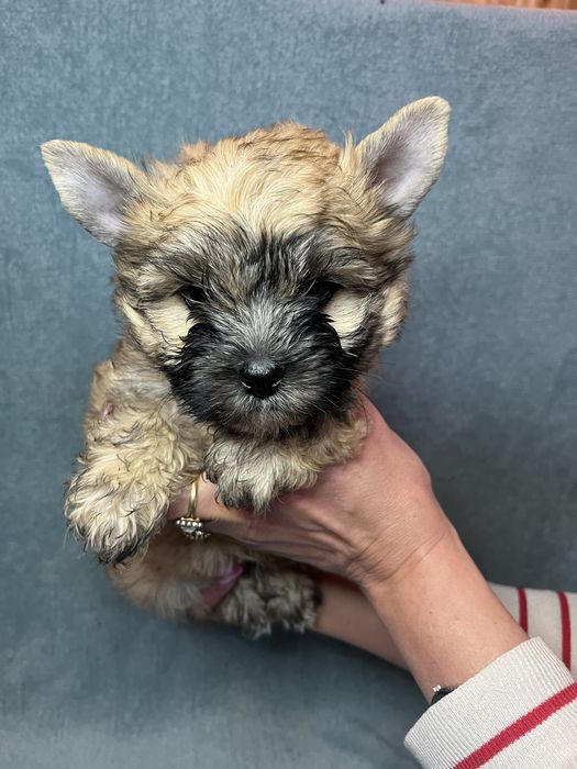 Yorkshire terrier york pies chłopiec ocean pearl brazowy jasny