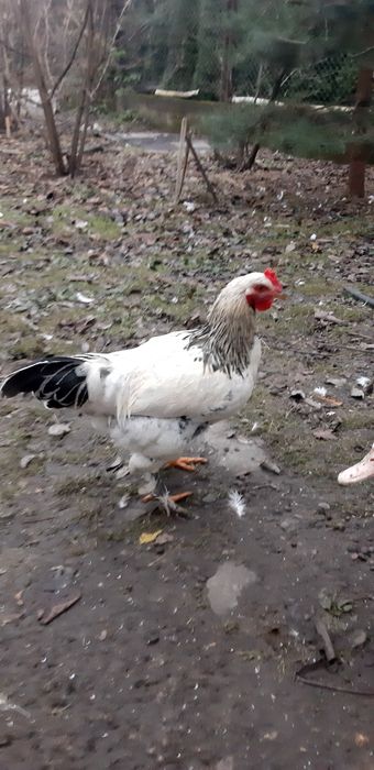 Півні домашні ..