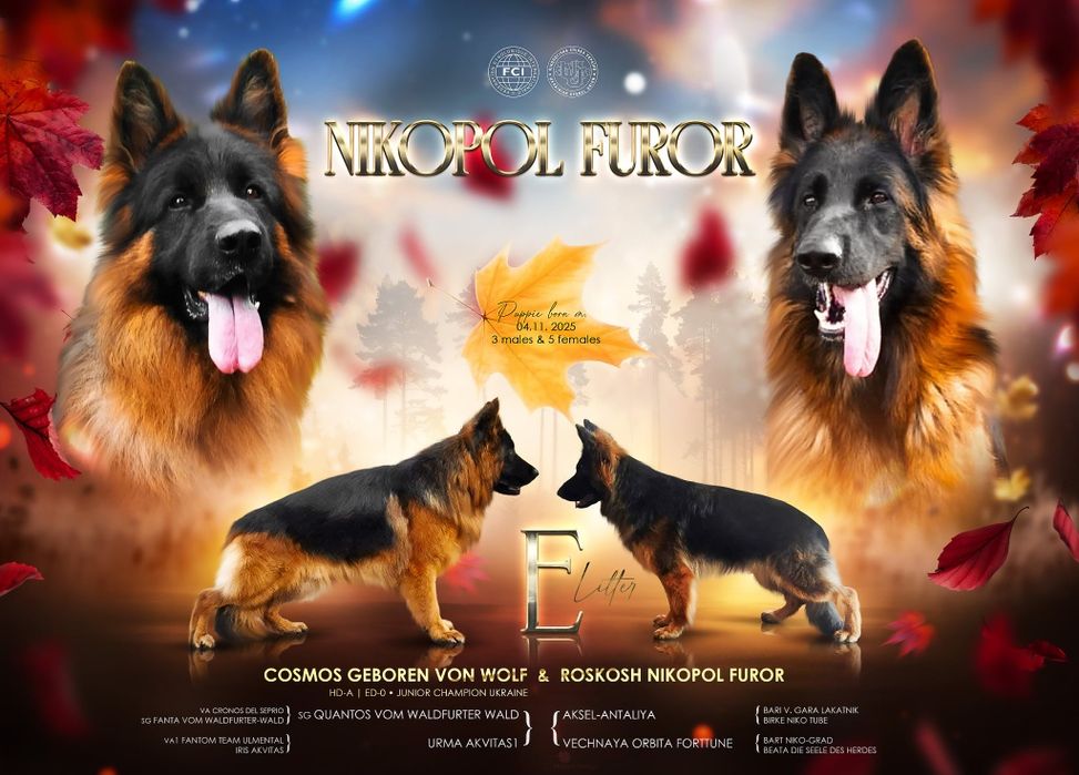 Елітні цуценята німецької вівчарки