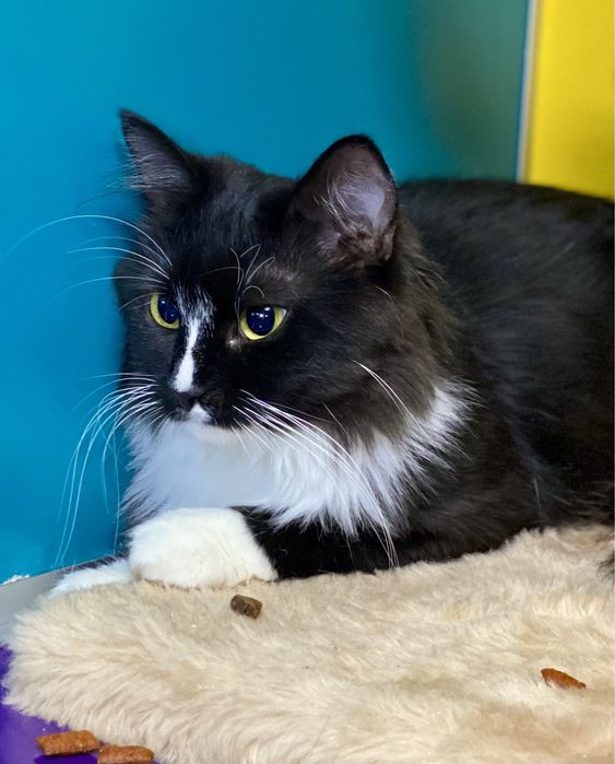 ЗНАЙШЛА відповідальну родину!