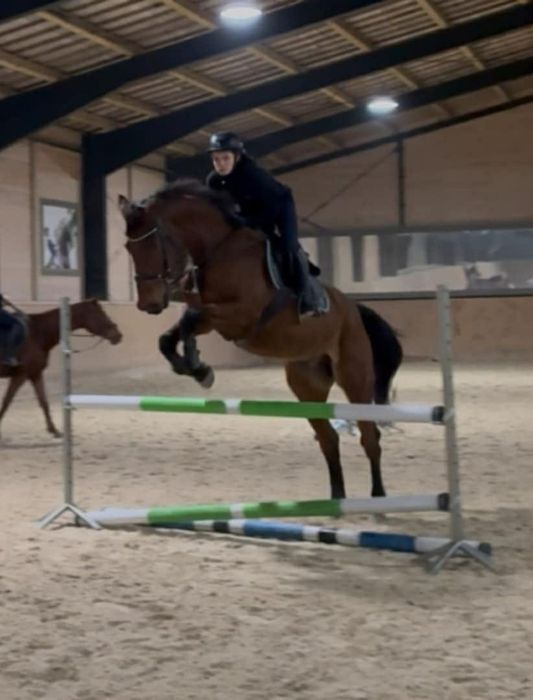 Sprzedam konia  wałacha !!!