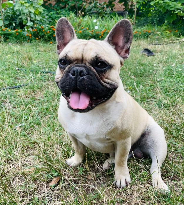 Французький бульдог (в’язка)