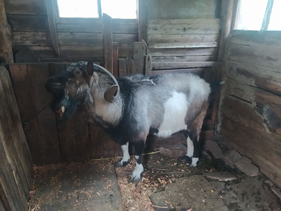 Продам гарного козла