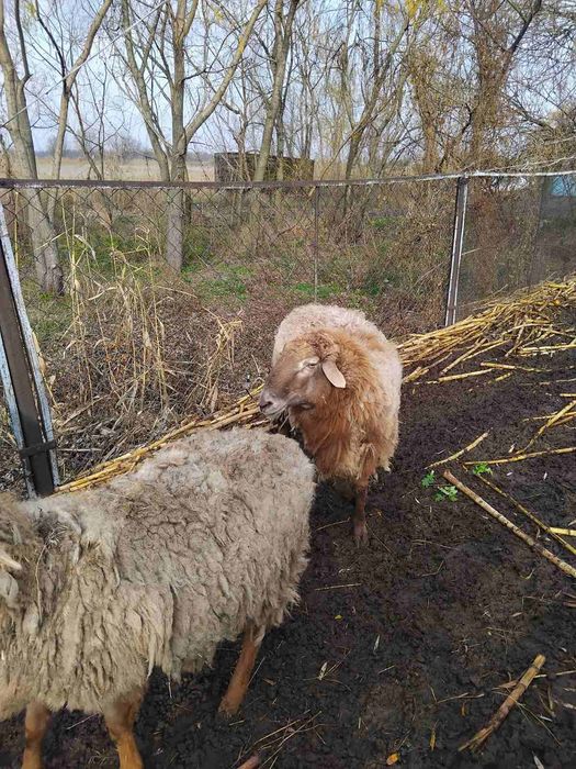 Продам курдючного Барана