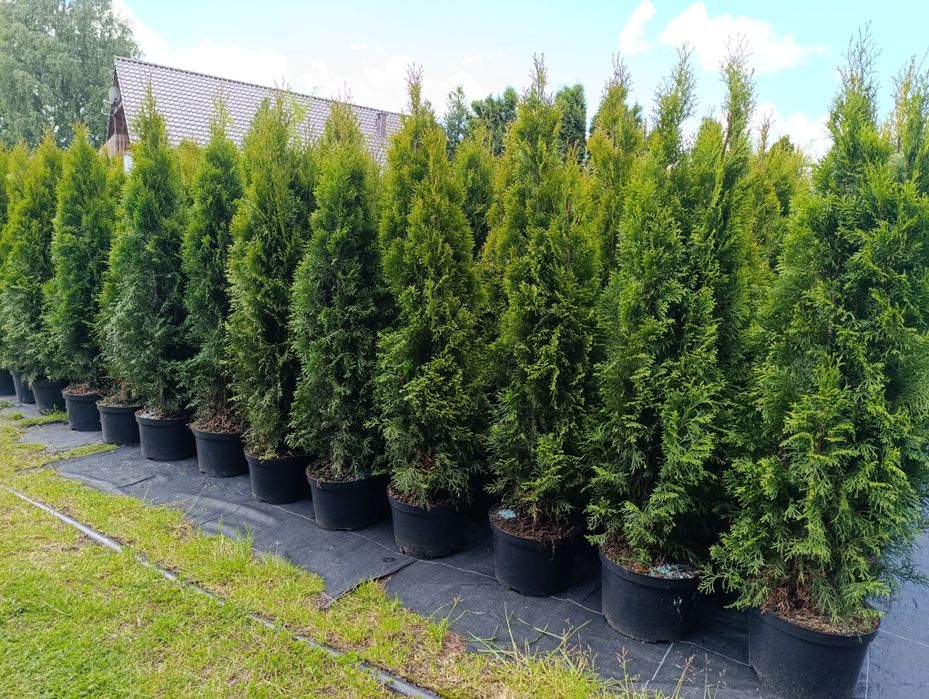 Tuja Thuja szmaragd 140-150cm Transport do klienta