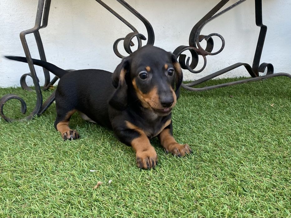 Teckel kaninchen blak an tan