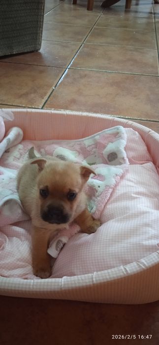 Cachorrinhos para adoção