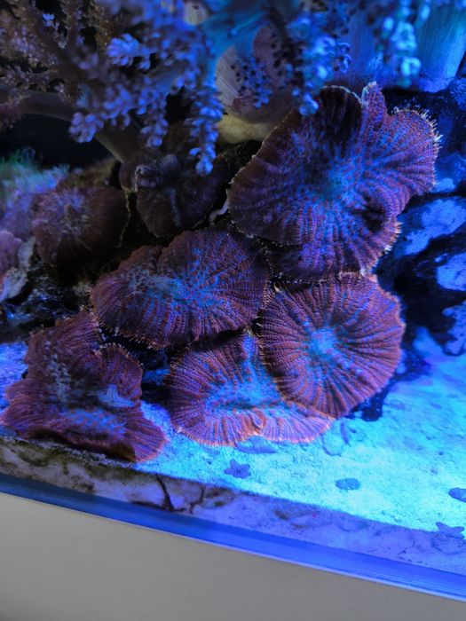 Koralowiec Superman Rhodactis inchoata Mushroom