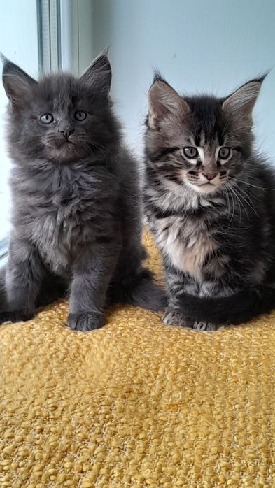 Кошенята мейн кун.