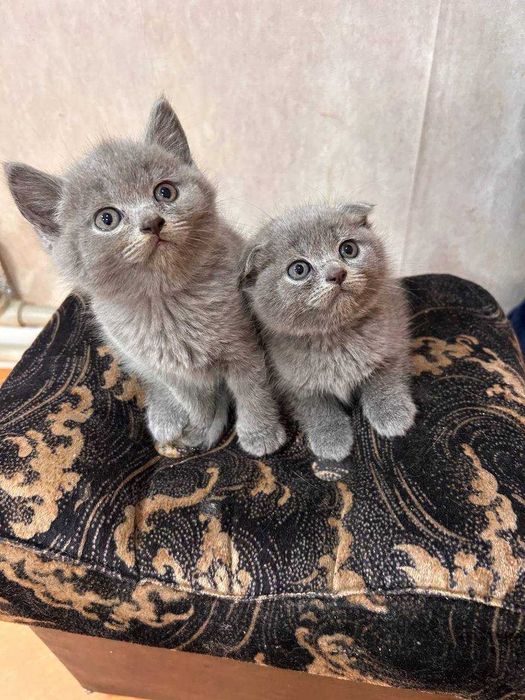 Шотландські котята