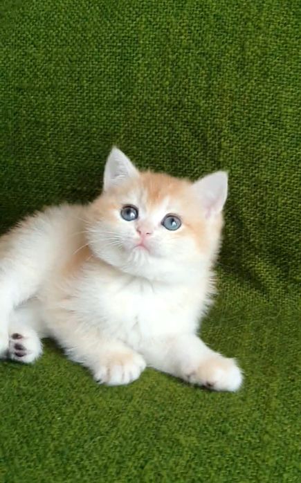 Девочка в дорогом и ярком окрасе ny12