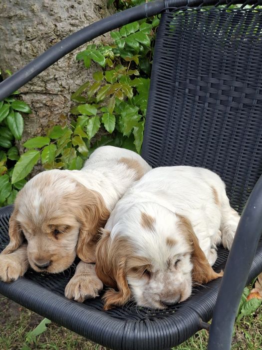 Cocker Spaniel Angielski.