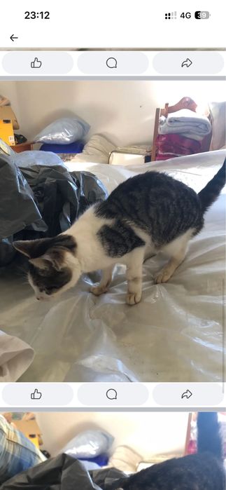Nicolau, Um gatinho que ainda procura a sua família