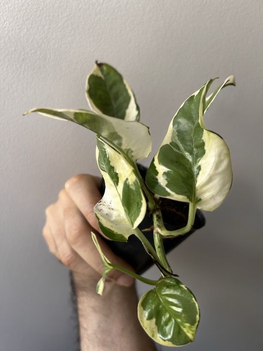 Epipremnum Pearl jade variegata