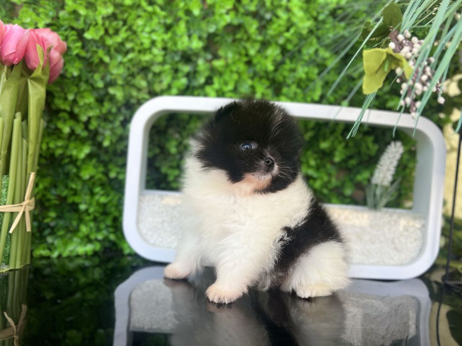 Шпиці померанці хлопці та дівчата