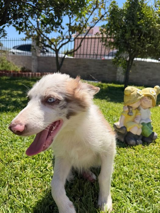 Menino border collie olho azul choco  merle