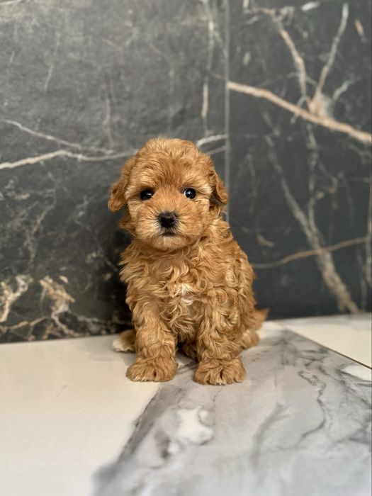 Дівчинка мальтіпу міні ф1. Ми в Луцьку