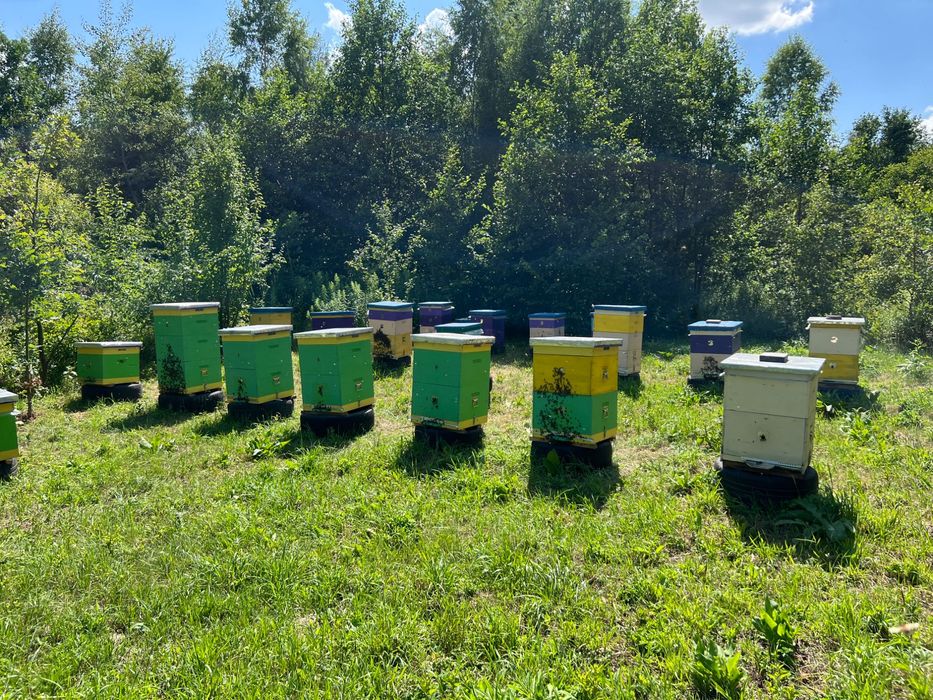 Бджоли, бджолині сім’ї.