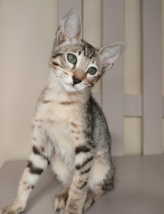 Орієнтальна дівчинка