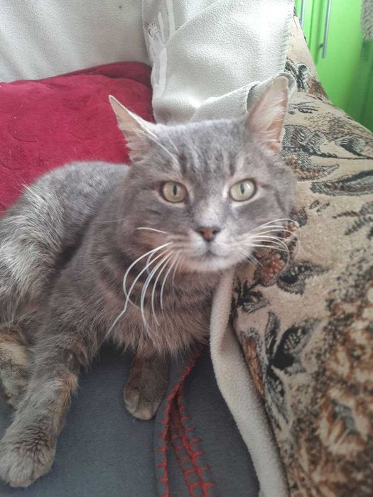 Гарний кіт у добрі руки