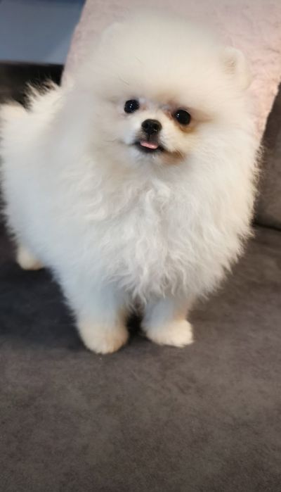 Pomeranian typ misia piesek