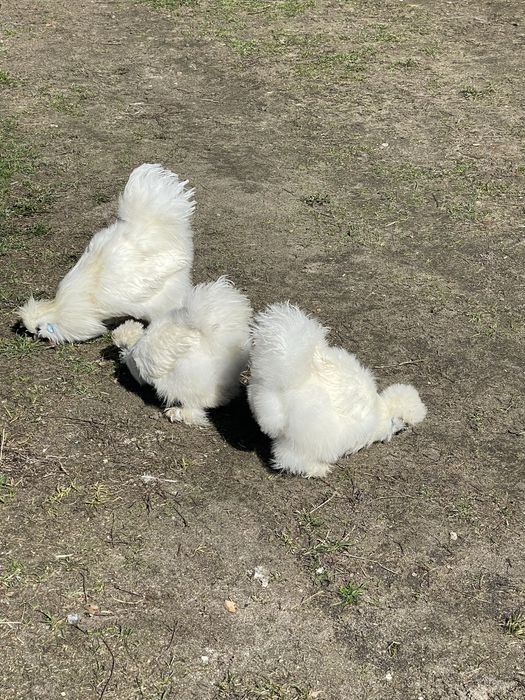 Silka czarno zlota para kur rocznych