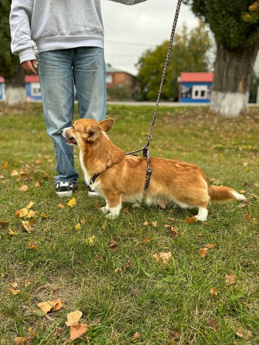 Дівчинка коргі пемброк