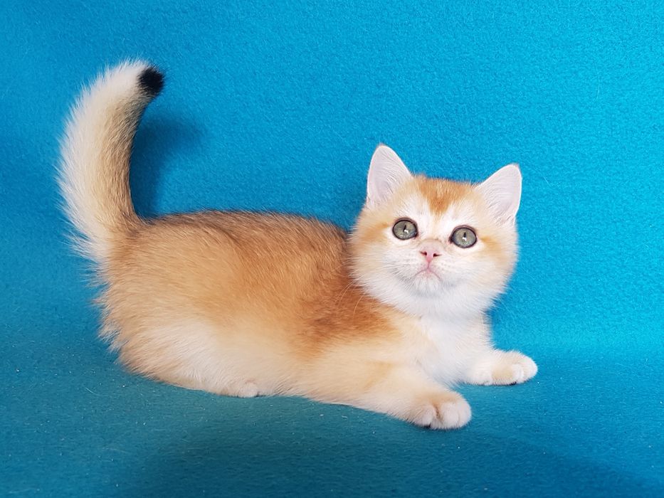 Кошеня золотої шиншилли