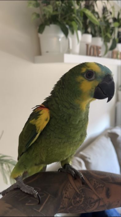 Papagaio amazonas aestiva macho com 4 meses