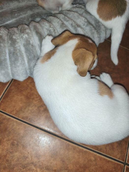 Jack Russell Terrier