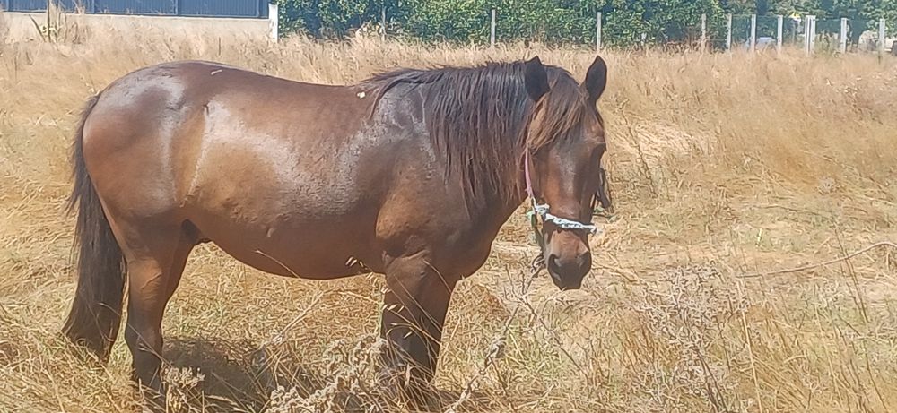 Cavalo montado e engatado