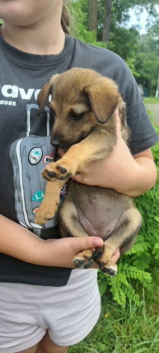 Цуценята у добрі руки