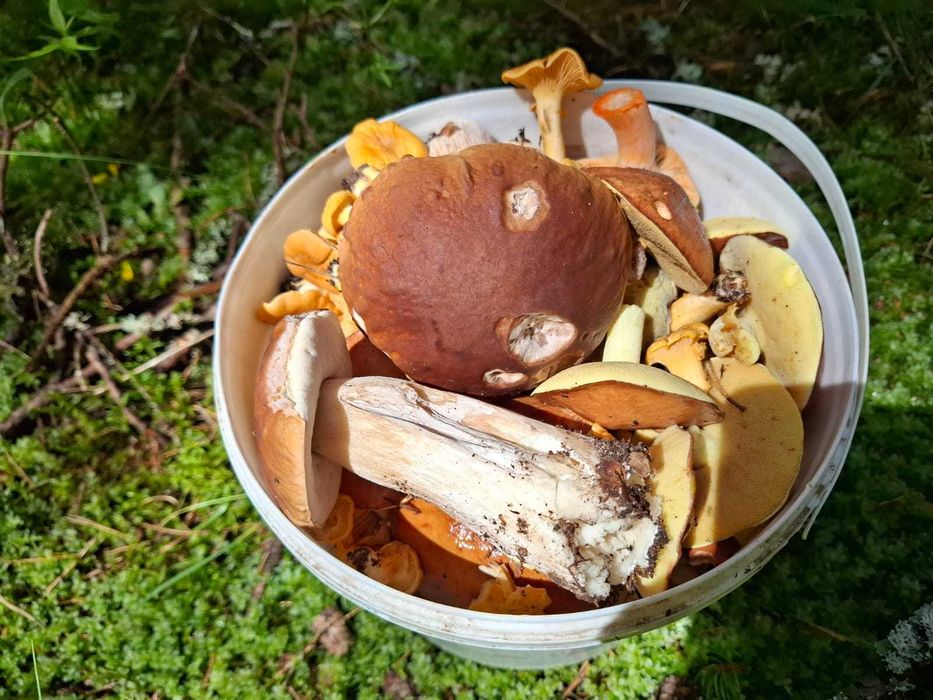 Domek letniskowy nad Rospudą