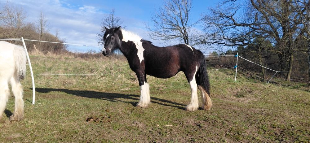 Tinker irish cob, klacz wysokozrebna, wysoka
