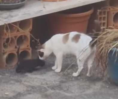 Gato Venice - para Adopção responsável ou FAT