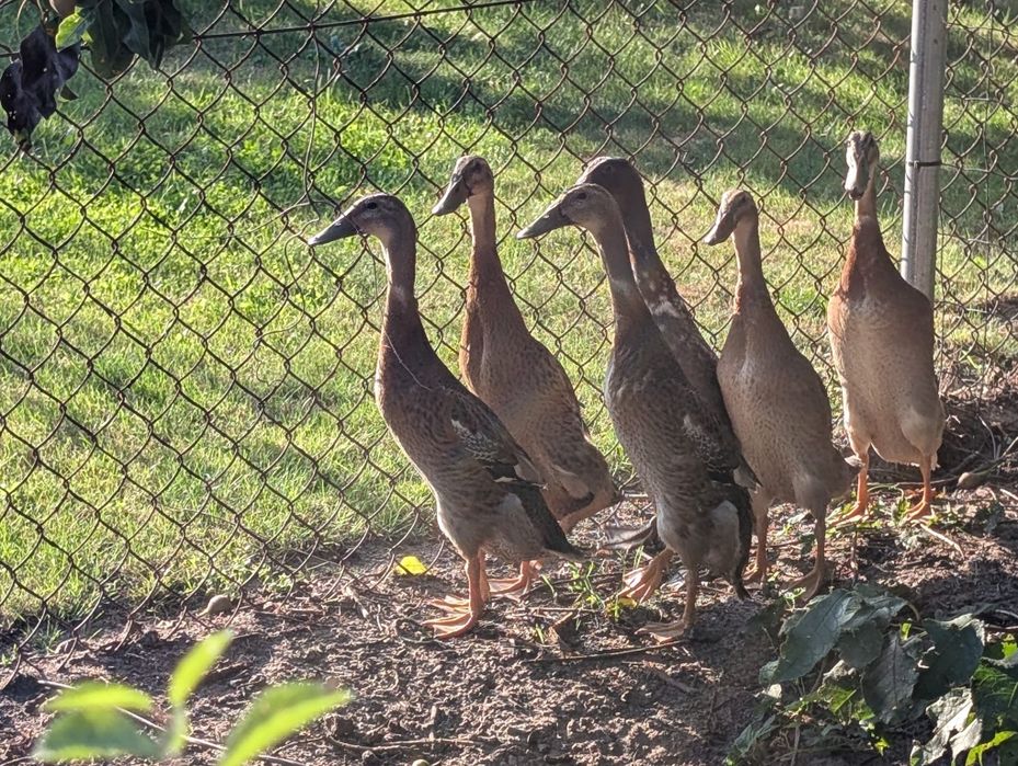 Kaczki biegus indyjski