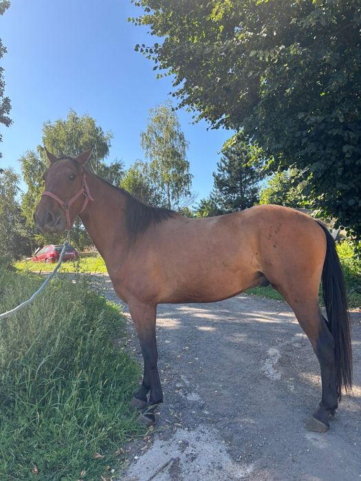 Wałach  4lata  ok 155cm