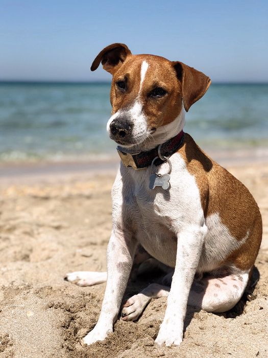 Джек рассел Парсон рассел для вязки