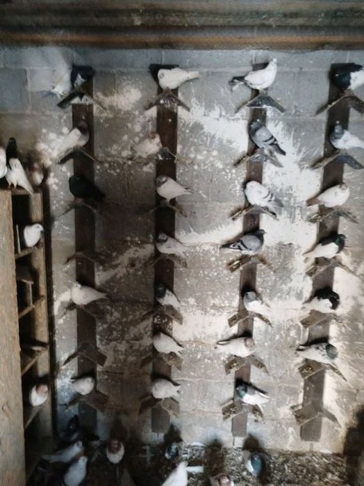 Lot 60 sztuk gołębi